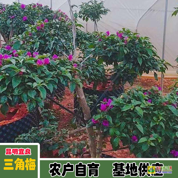 玉溪紅塔三角梅苗木基地| 三角梅小苗價(jià)格| 云南三角梅供應(yīng)商