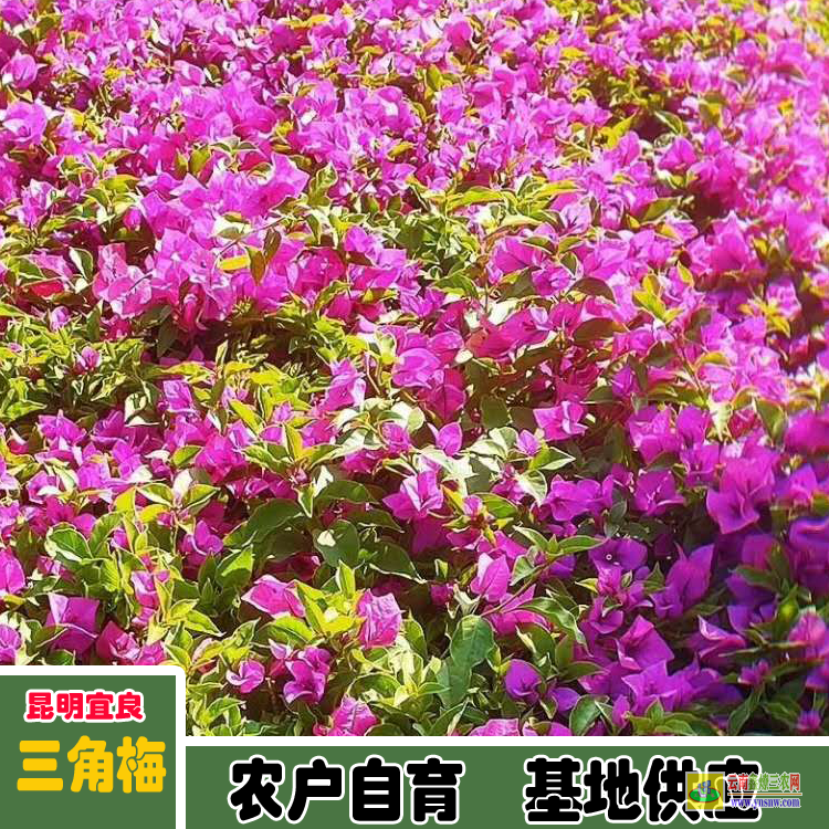 普洱西盟廣東三角梅種植基地| 三角梅批發(fā)價(jià)格表| 云南三角梅批發(fā)