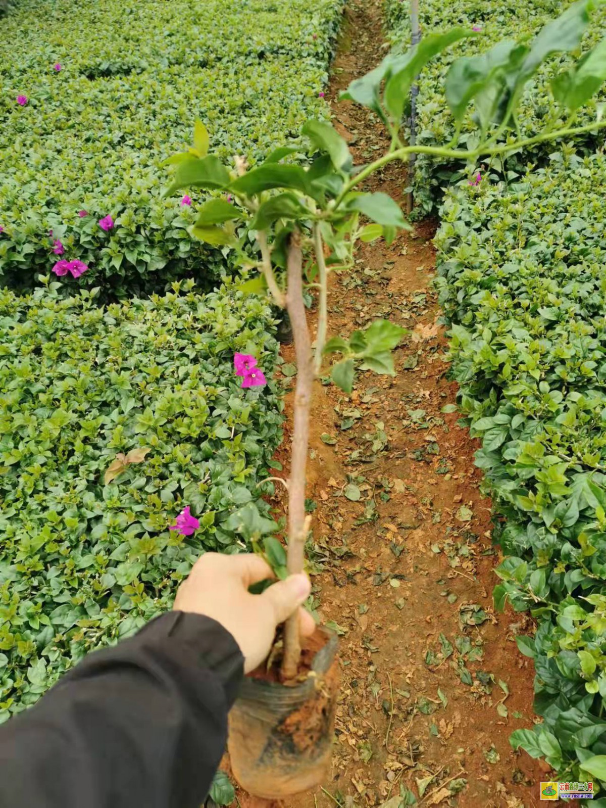 普洱景谷三角梅苗木基地在哪里| 三角梅小苗價格| 云南三角梅供應(yīng)商