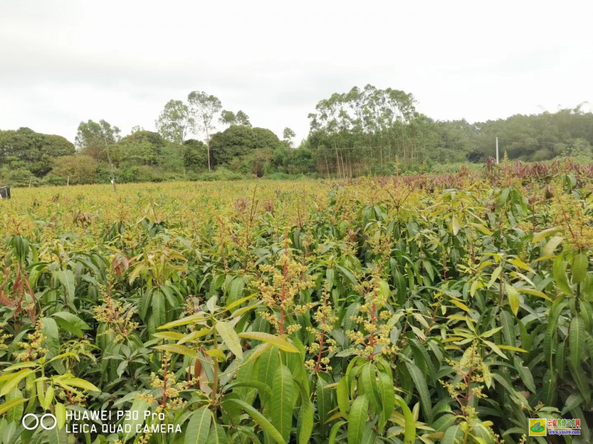 大理彌渡芒果苗批發(fā)價|正宗芒果苗|貴妃芒果苗