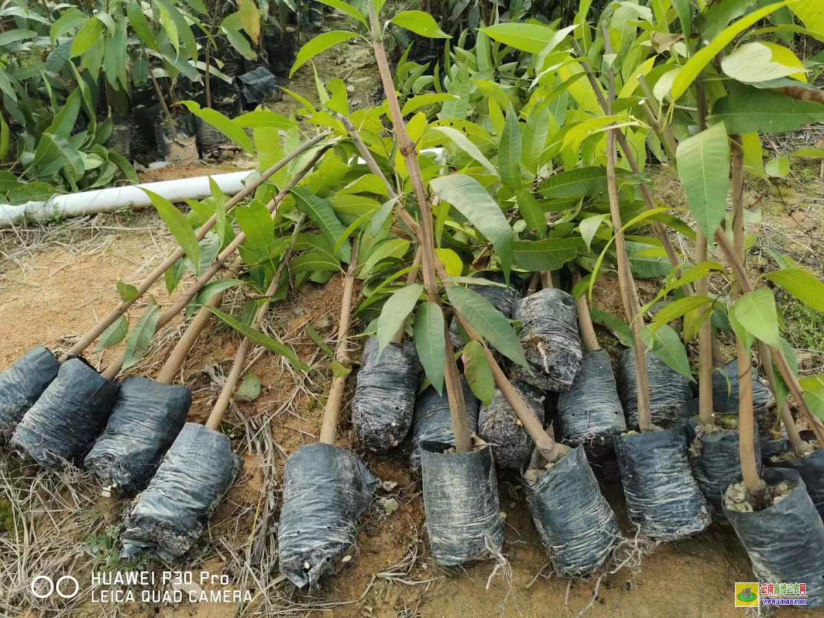 玉溪澄江芒果苗怎么培育出來|正宗芒果苗|貴妃芒果苗