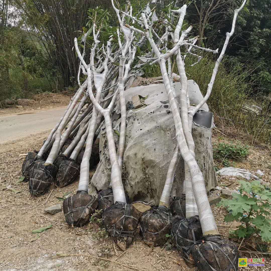 百色靖西芒果苗價(jià)格表|正宗芒果苗|貴妃芒果苗