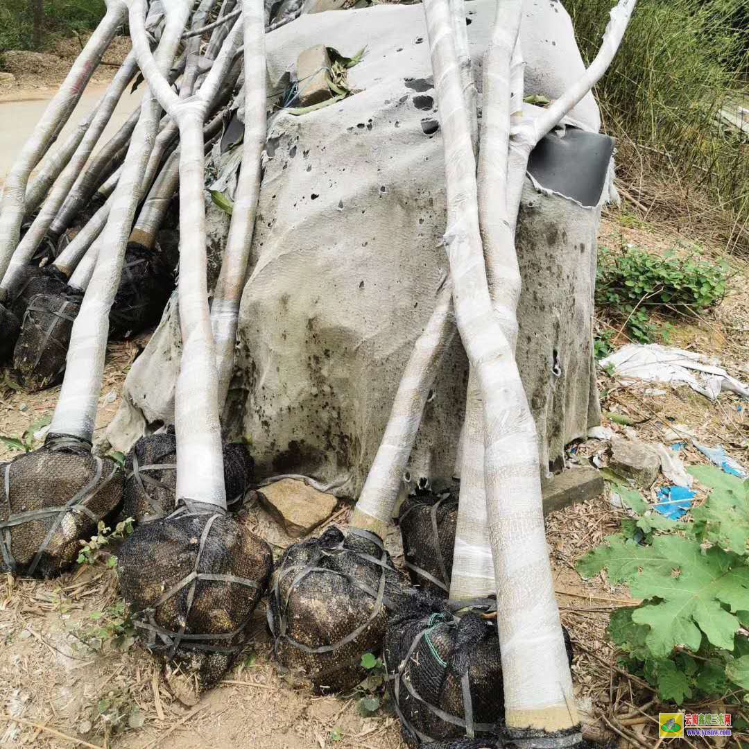 桂林灌陽金煌芒果苗|桂七芒果苗批發(fā)|貴妃芒果苗