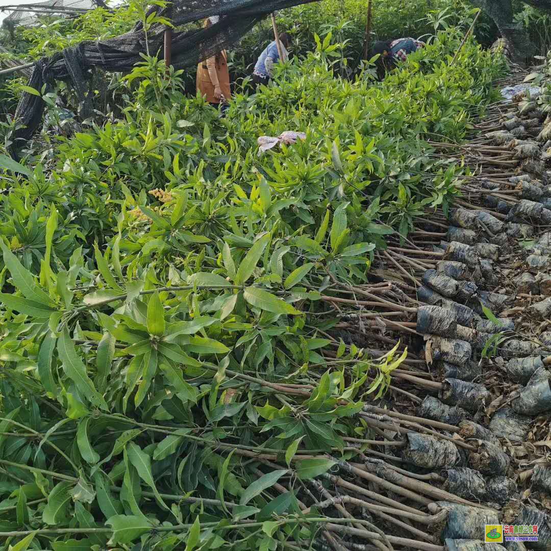 大理巍山廣西靈山芒果苗|海南芒果苗|貴妃芒果苗