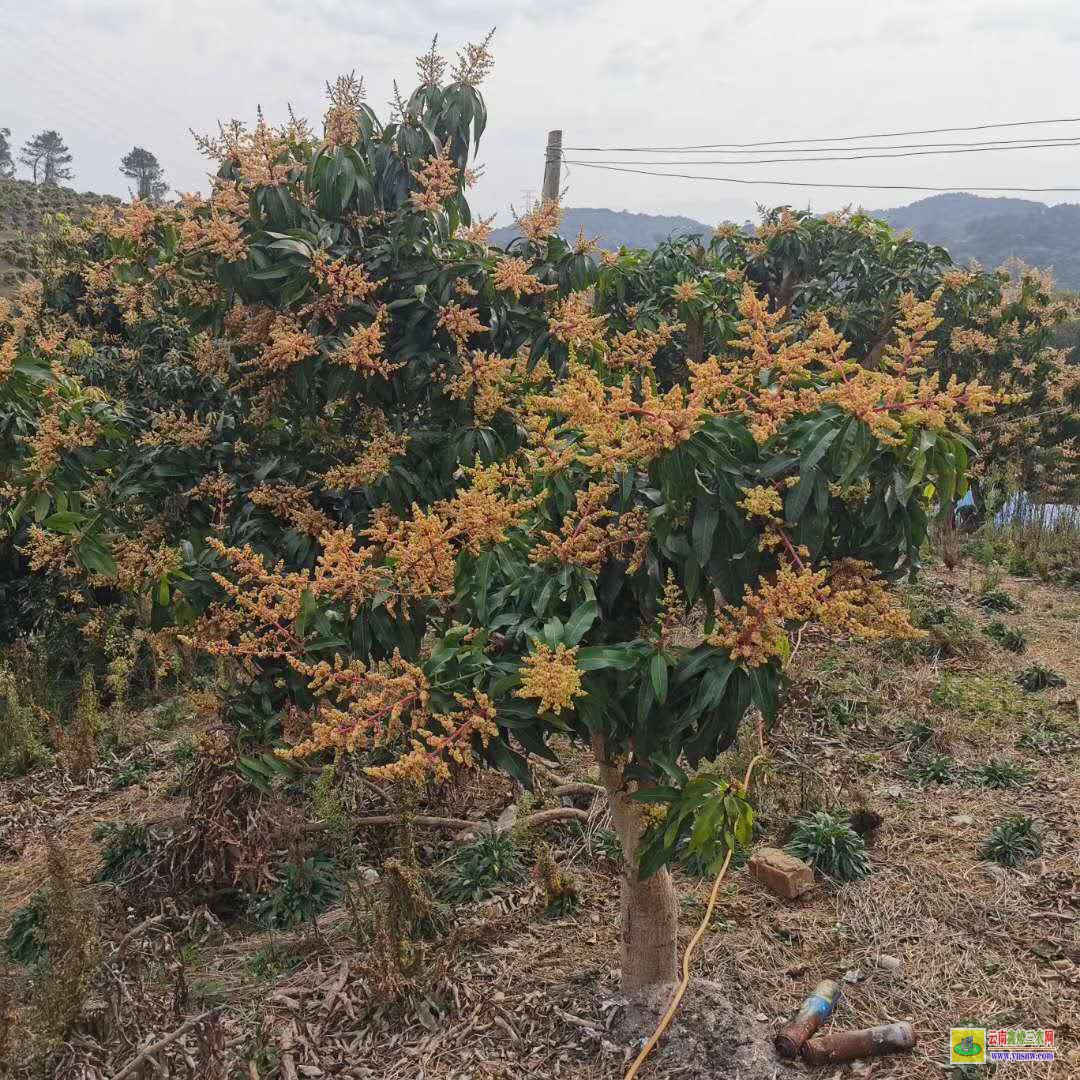 來賓忻城廣西靈山芒果苗|海南芒果苗|貴妃芒果苗