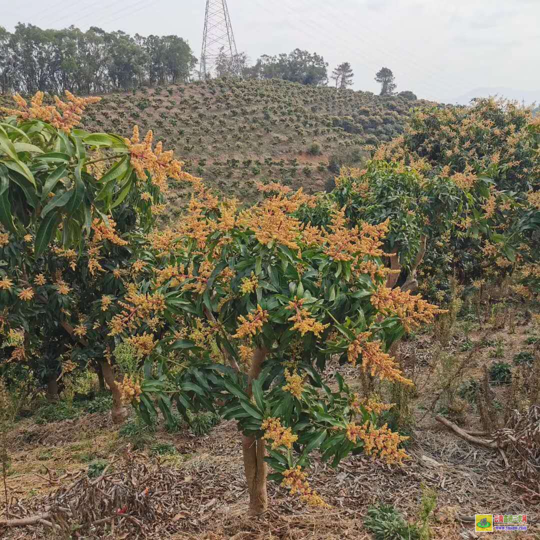 文山富寧芒果果苗價格|正宗芒果苗|貴妃芒果苗