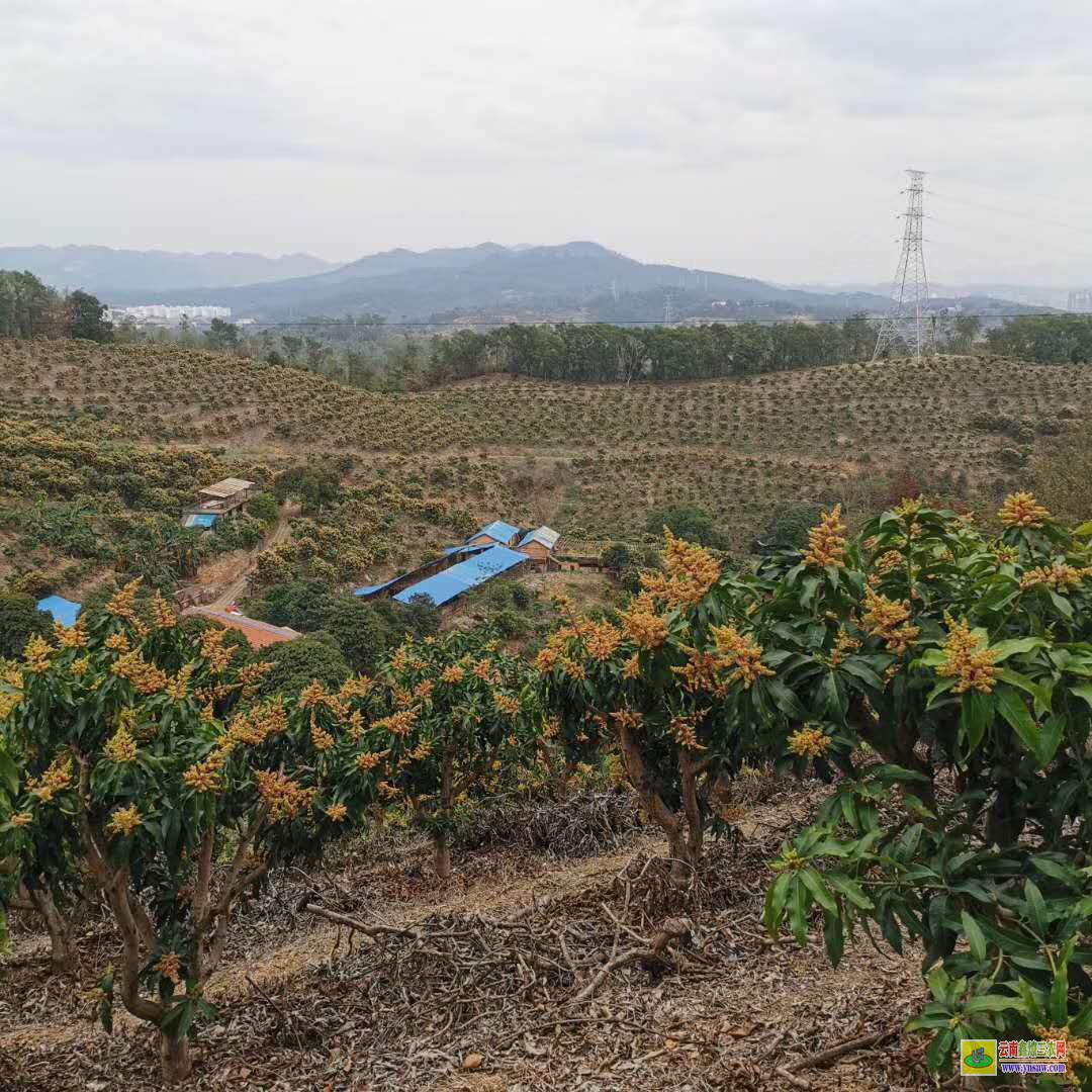 玉林北流芒果苗怎么培育出來|正宗芒果苗|貴妃芒果苗