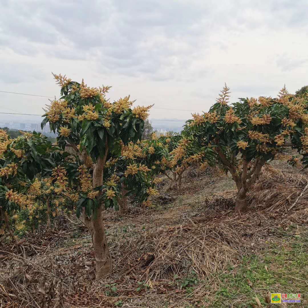 德宏芒市廣西百色芒果苗|海南芒果苗|貴妃芒果苗