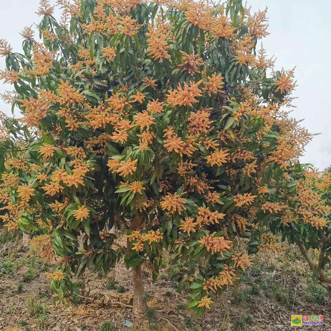 文山富寧芒果果苗價格|正宗芒果苗|貴妃芒果苗