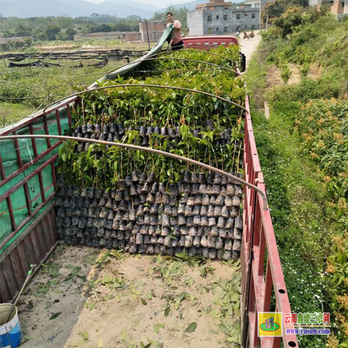 大理洱源廣西芒果苗|桂七芒果苗批發(fā)|貴妃芒果苗