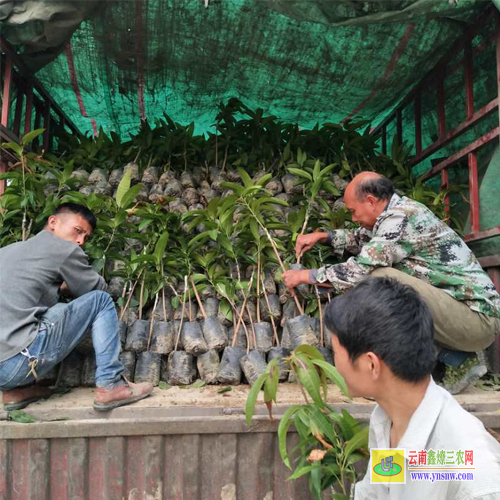 普洱瀾滄芒果果苗價(jià)格|正宗芒果苗|貴妃芒果苗