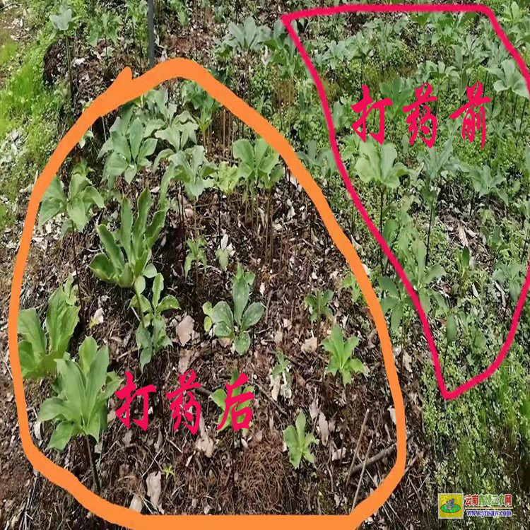 免費(fèi)體驗(yàn)重樓專用除草劑| 云南重樓除草劑| 重樓中藥材除草劑