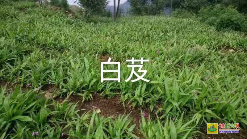 楚雄永仁天冬苗圖片 天冬畝產(chǎn)多少 天冬的經(jīng)濟(jì)效益