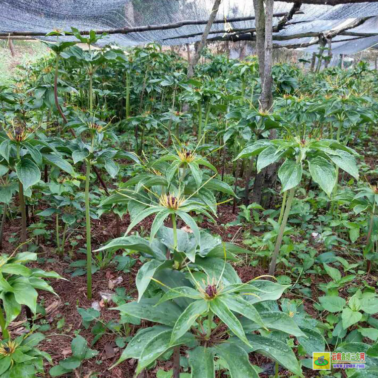 昆明獨角蓮可以打農(nóng)藥嗎| 安徽重樓除草劑| 重樓中藥材除草劑