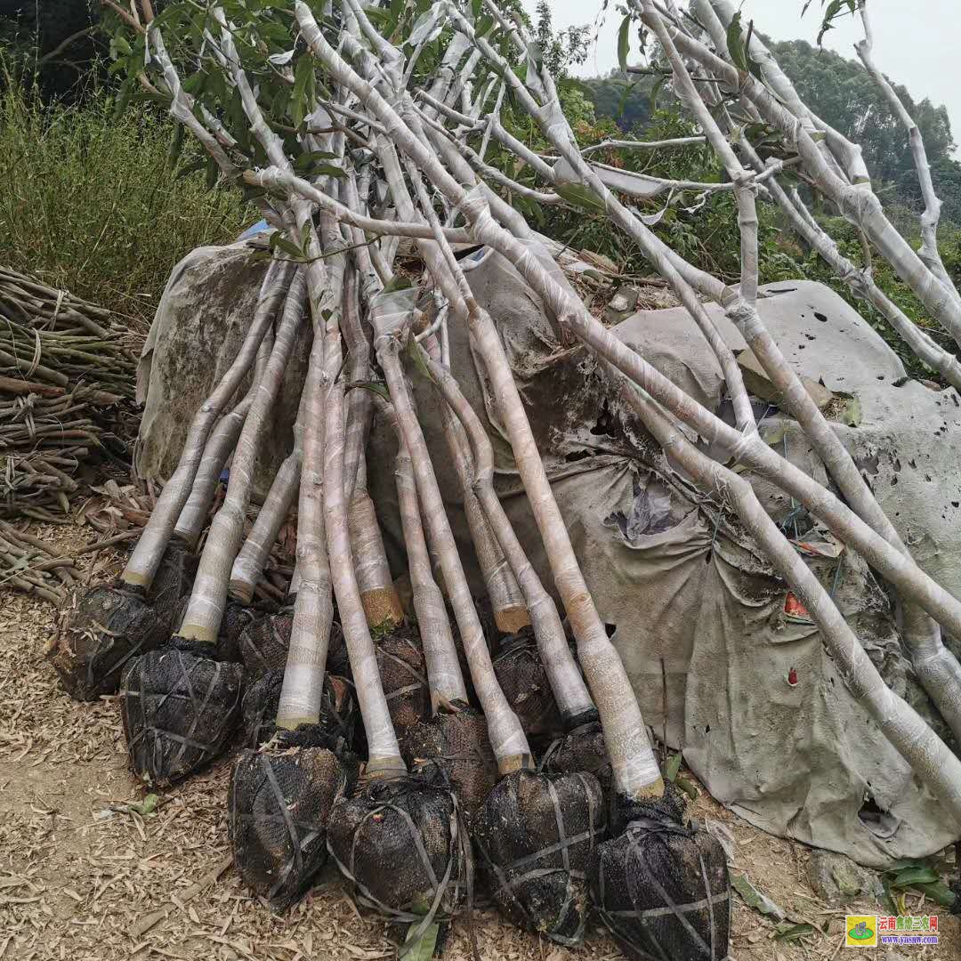 云南芒果樹(shù)苗多少錢(qián)一棵|陵水芒果苗價(jià)格|芒果樹(shù)苗價(jià)格