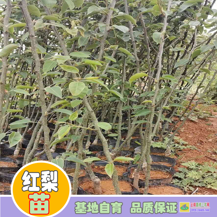 文山富寧紅梨苗木批發(fā)價格|紅梨苗種植基地|紅梨苗批發(fā)基地