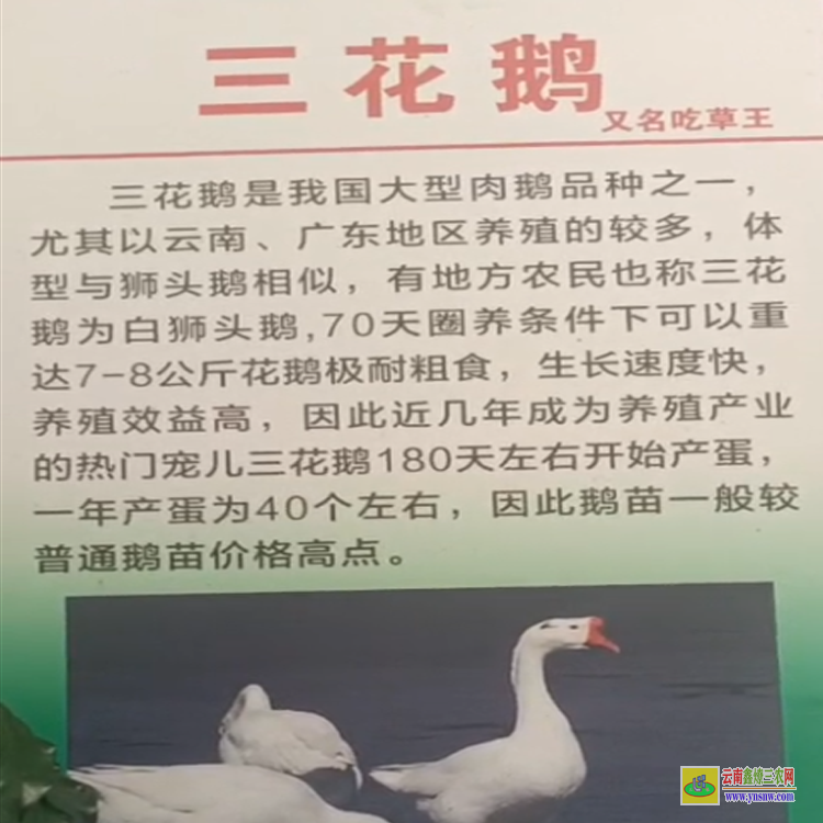 安順貴陽三橋鵝苗批發(fā)市場(chǎng) 安徽三花鵝苗報(bào)價(jià) 三花鵝苗圖片