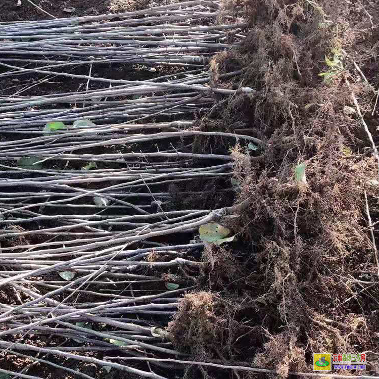 昭通蘋果苗批發(fā)基地|南方藍莓苗批發(fā)采購|蘋果苗批發(fā)基地