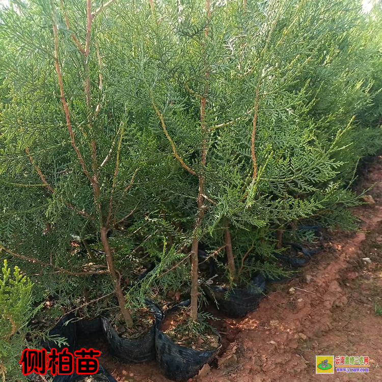 大理洱源側(cè)柏苗的種植方法 側(cè)柏苗木規(guī)格 側(cè)柏苗圖片