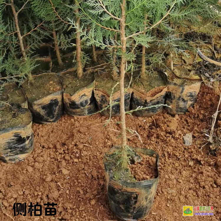 大理洱源側(cè)柏苗的種植方法 側(cè)柏苗木規(guī)格 側(cè)柏苗圖片