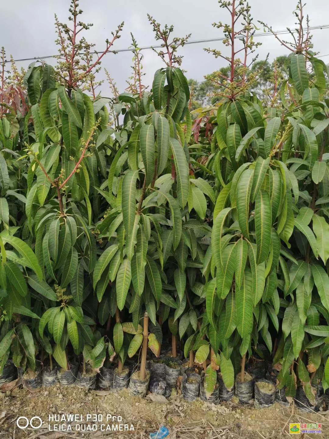 清遠連州芒果苗用什么肥料長得快|象牙芒果苗|芒果苗盆栽