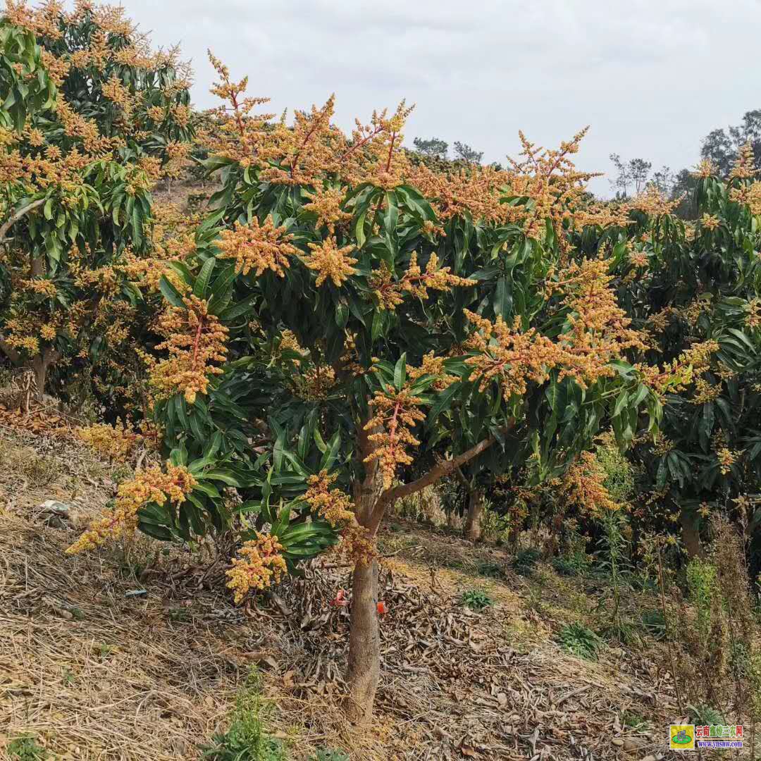 清遠連州芒果苗用什么肥料長得快|象牙芒果苗|芒果苗盆栽