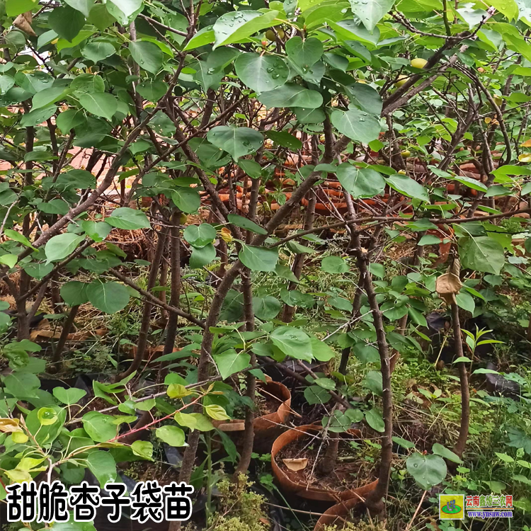 迪慶杏子苗木種植基地| 杏子苗木種植基地| 杏樹苗的培育方法