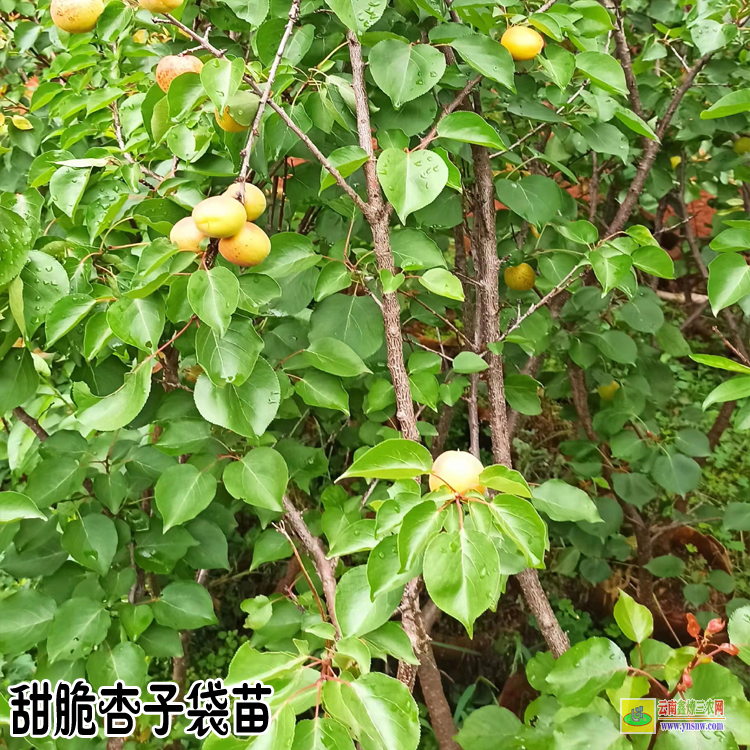 迪慶杏子苗木種植基地| 杏子苗木種植基地| 杏樹苗的培育方法