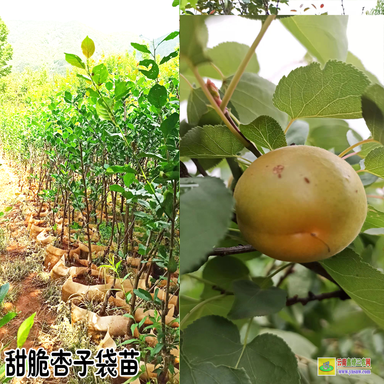 紅河杏子苗多少錢一棵| 杏子苗木種植基地| 杏子樹怎么育苗