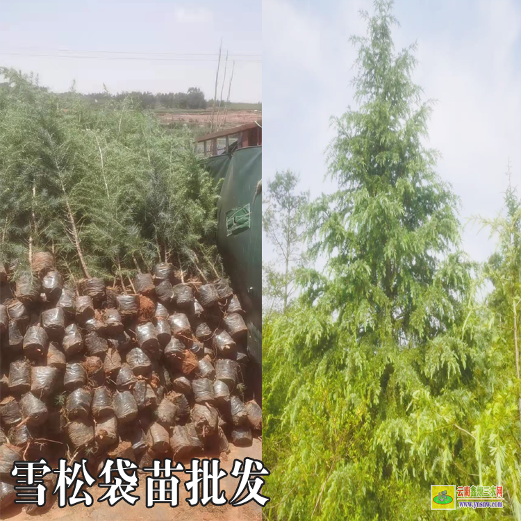 昆明雪松苗種植時間|雪松苗木標(biāo)準(zhǔn)|雪松苗木基地