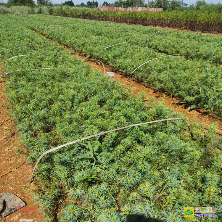 重慶2米華山松苗木價(jià)格 |華山松苗木基地| 華山松苗木等級