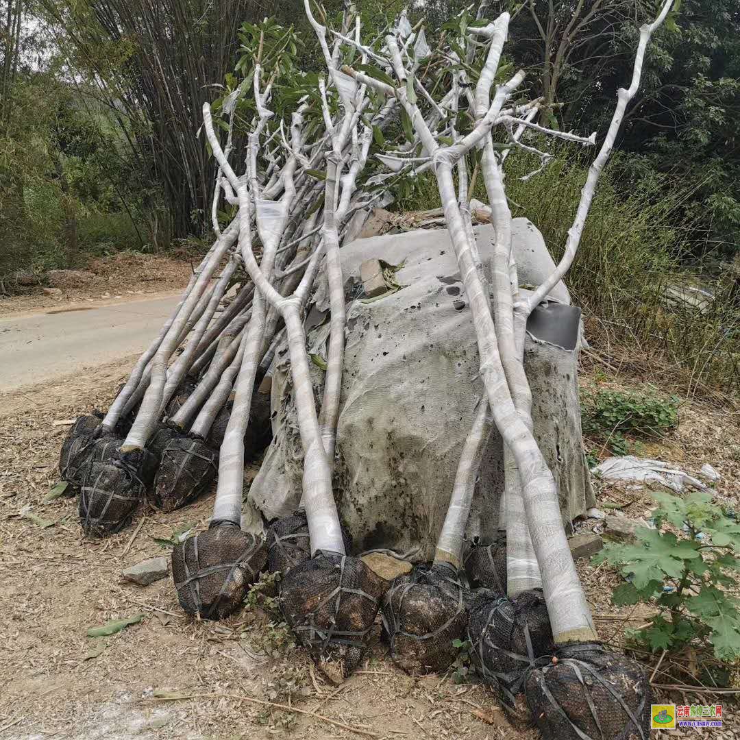 肇慶德慶芒果苗頂芽沒了就不長了|芒果苗多少錢一棵|芒果苗多少錢一株