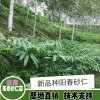 遂寧安居春砂仁多少錢一斤| 砂仁苗種植育苗出售|砂仁苗采購(gòu)