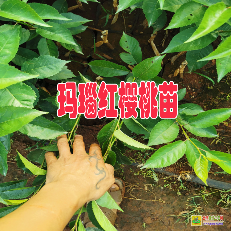 迪慶瑪瑙紅櫻桃苗幾月份包壓條苗適合 |瑪瑙紅櫻桃種植技術| 瑪瑙紅櫻桃苗哪里有