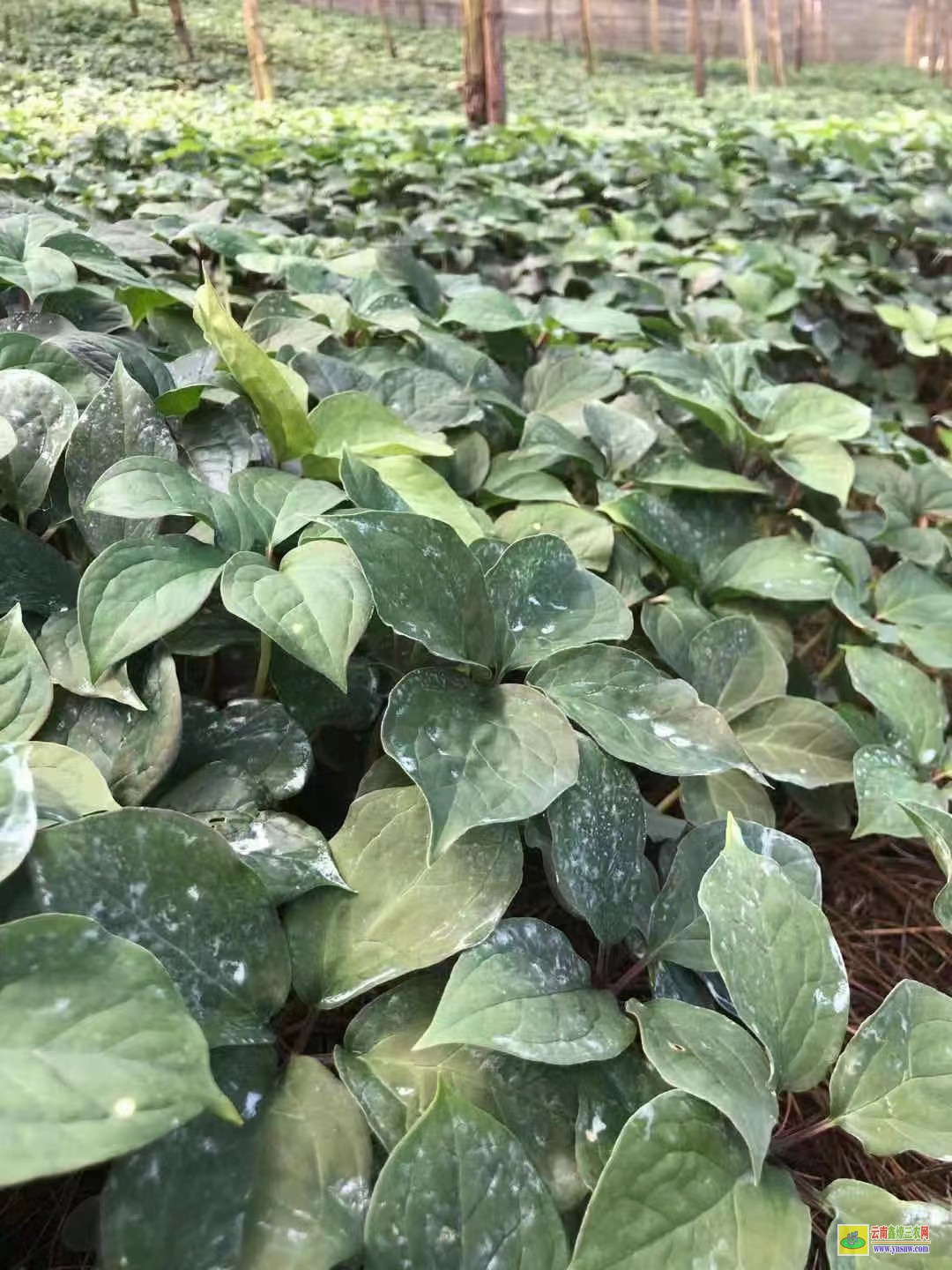 文山重樓種植技術(shù)與栽培管理| 哪里有重樓種苗賣 重樓苗出售