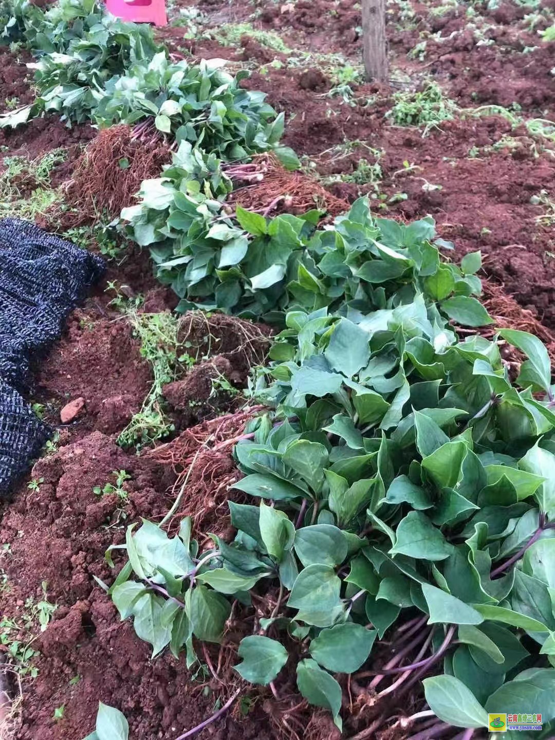 昭通重樓種植技術(shù)與栽培管理| 哪里有重樓種苗賣 重樓苗期施肥方法