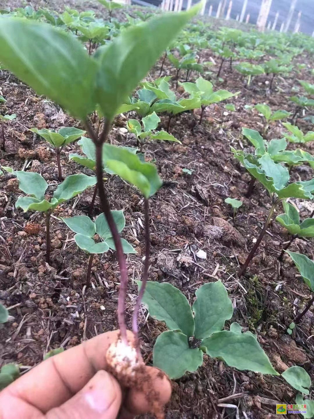 昭通重樓種植技術(shù)與栽培管理| 哪里有重樓種苗賣 重樓苗期施肥方法