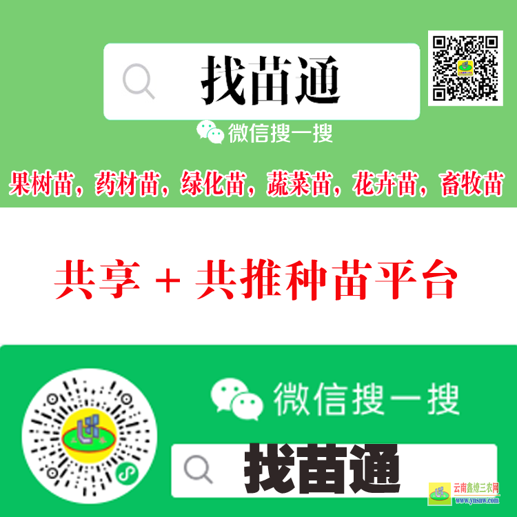 怒江果樹苗用什么肥料好| 果樹苗批發(fā)基地三年苗各種苗大全 果樹苗木