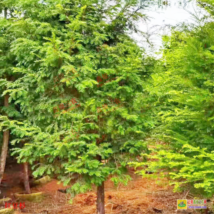 西雙版納勐臘紅豆杉苗木報價| 紅豆杉苗木價格 紅豆杉苗木基地