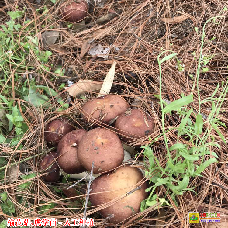 德宏榆黃菇種植技術(shù) 黑虎掌菌多少錢一斤 榆黃菇種植溫度