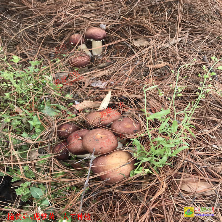 防城港榆黃菇種植技術(shù) 黑虎掌菌多少錢一斤 榆黃菇種植溫度