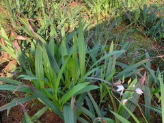 昭通白芨苗基地批發(fā)價(jià)| 白芨苗怎么栽 白芨苗哪里有賣圖1