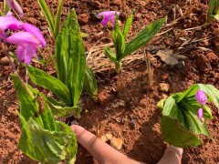 黔西蘭州白芨苗供應(yīng)| 白芨怎么培苗 哪里買白芨苗圖3