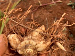 怒江白芨苗批發(fā)市場| 怒江白芨苗怎么樣 文山白芨苗怎么樣圖2