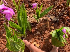 文山今日白芨苗價格行情| 廣西白芨苗怎么樣 白芨苗哪里有圖3