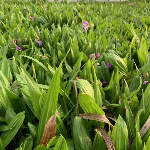 西雙版納蘭州白芨苗供應(yīng)| 德宏白芨苗怎么樣 白芨苗哪里有賣