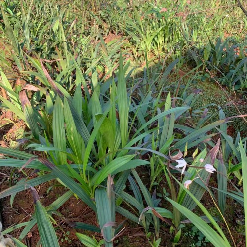 迪慶白芨苗基地批發(fā)價(jià)| 德宏白芨苗怎么樣 哪里買(mǎi)白芨苗