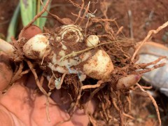 普洱白芨苗多少錢一株| 德宏白芨苗怎么樣 哪里買白芨苗圖2