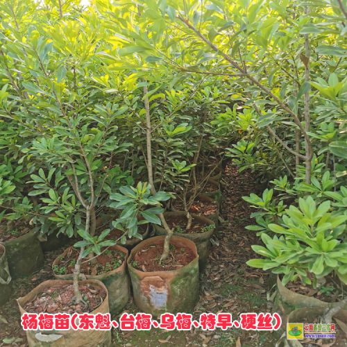 保山龍陵楊梅苗基地| 楊梅苗的價格 楊梅苗基地