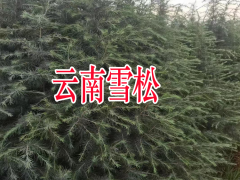 廣西雪松樹苗價(jià)格多少錢一棵| 雪松樹苗哪里有賣 雪松樹苗圖片圖3